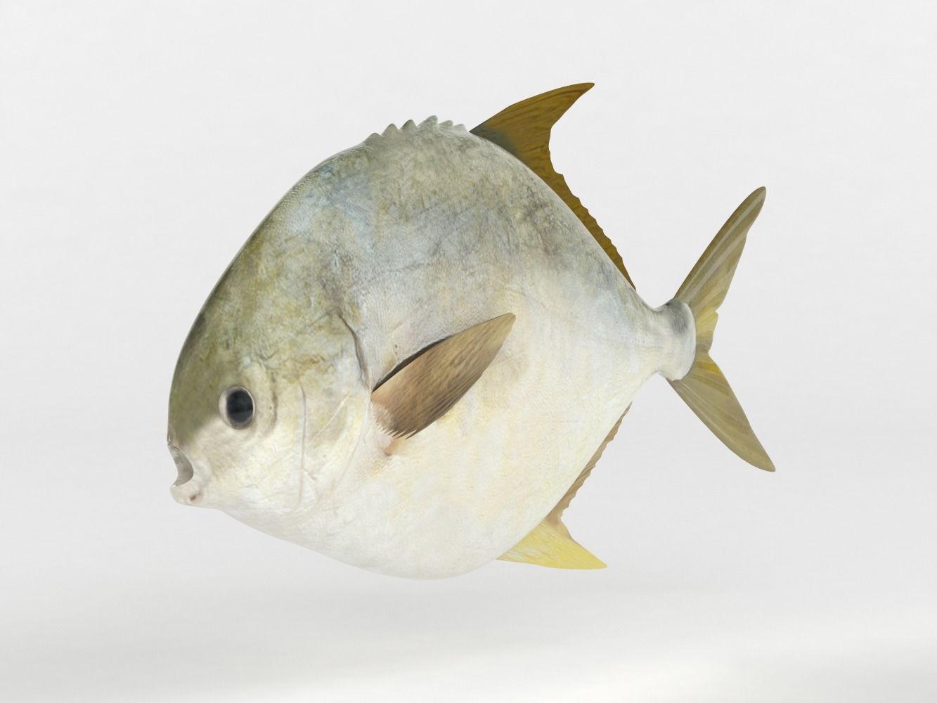 Pompano fish 3D model_2