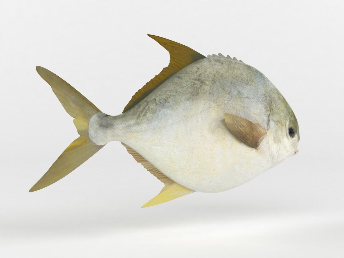 Pompano fish 3D model_3