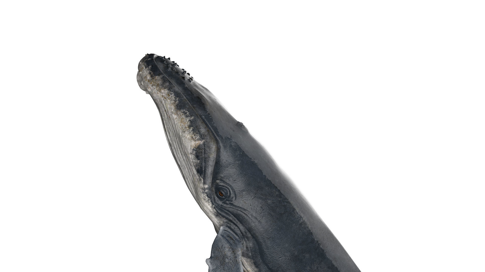 hump whale rigged  Low-poly 3D model_5
