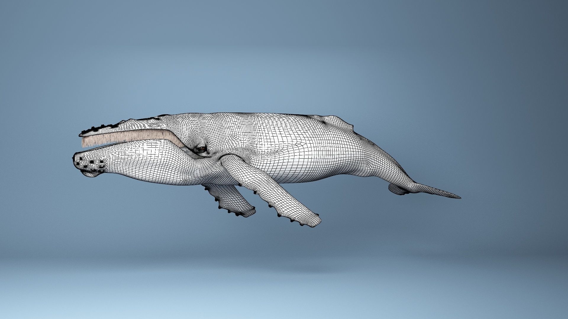 hump whale rigged  Low-poly 3D model_22