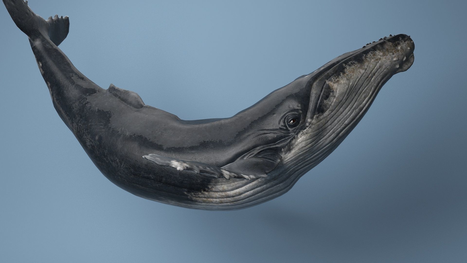 hump whale rigged  Low-poly 3D model_2