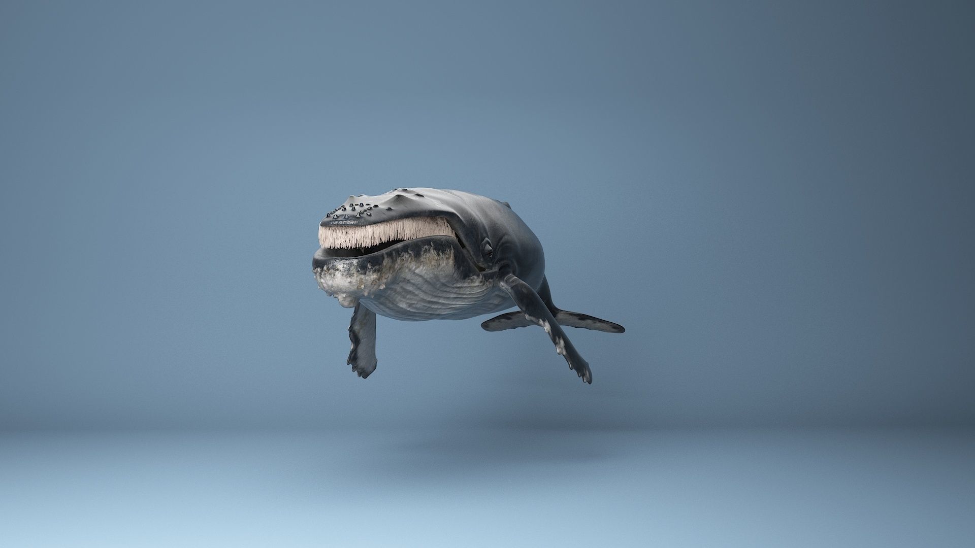 hump whale rigged  Low-poly 3D model_8