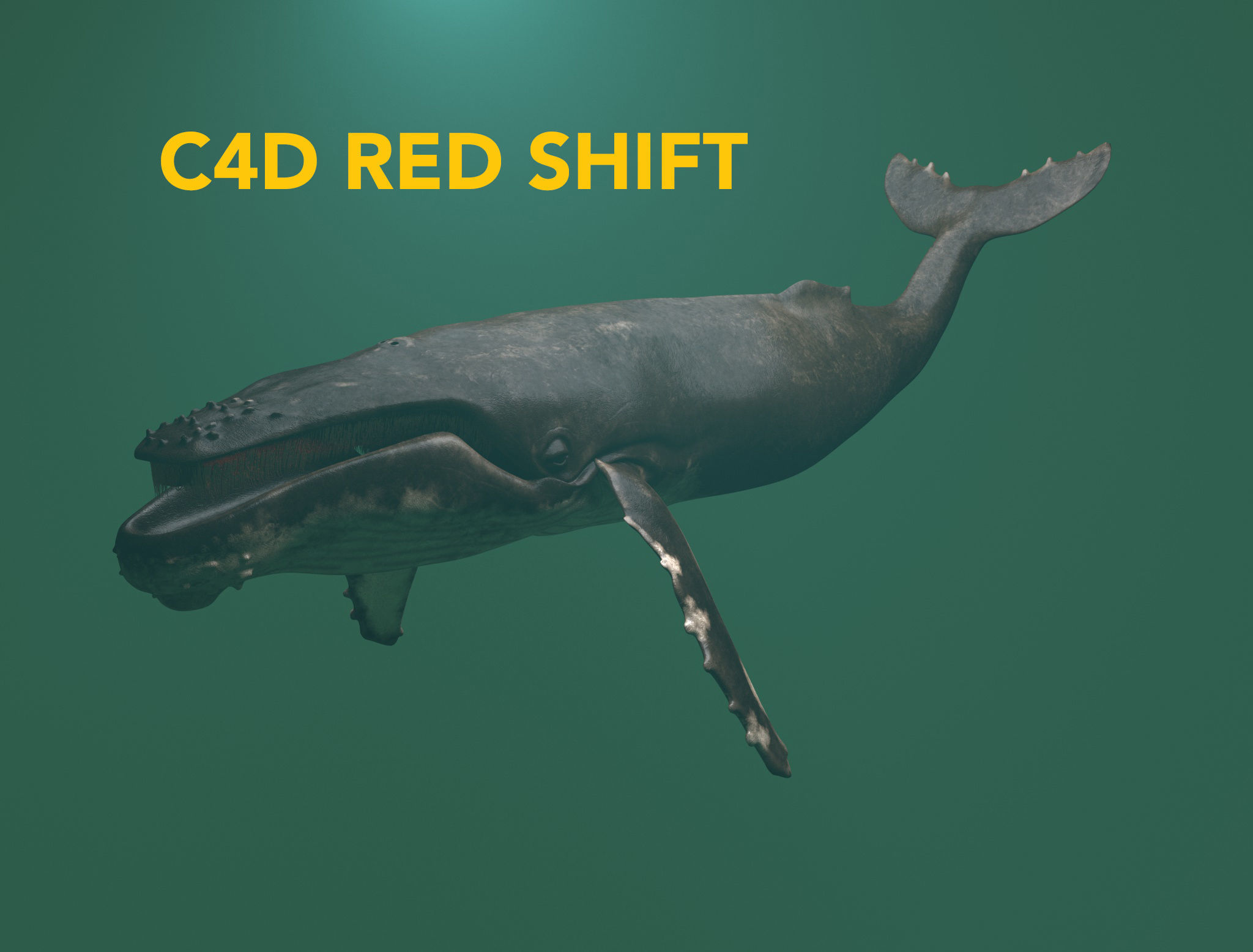 hump whale rigged  Low-poly 3D model_27