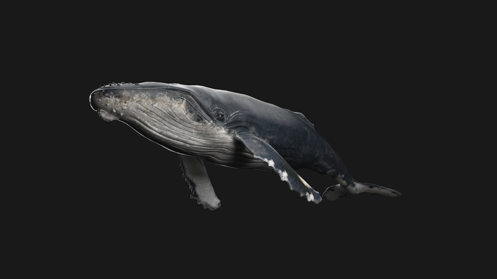 hump whale rigged  Low-poly 3D model_6