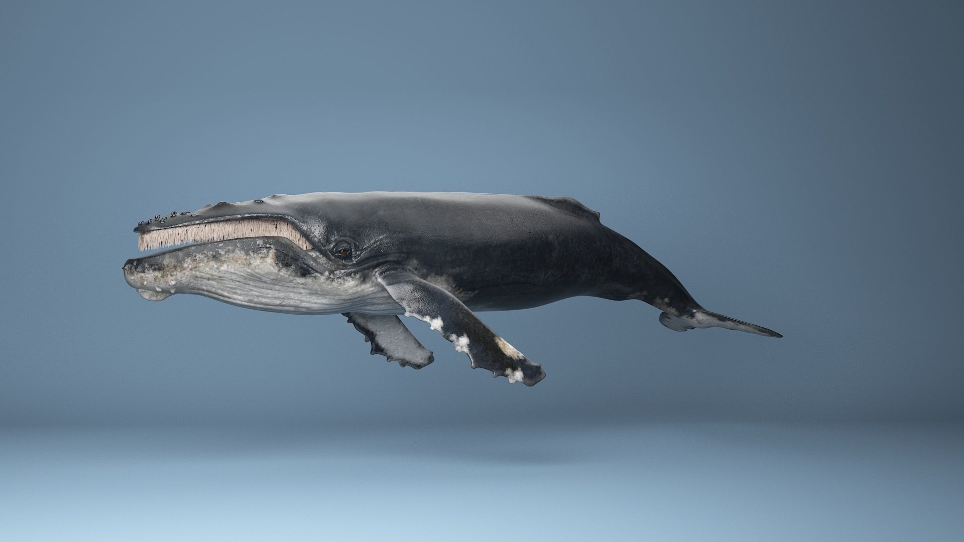hump whale rigged  Low-poly 3D model_21