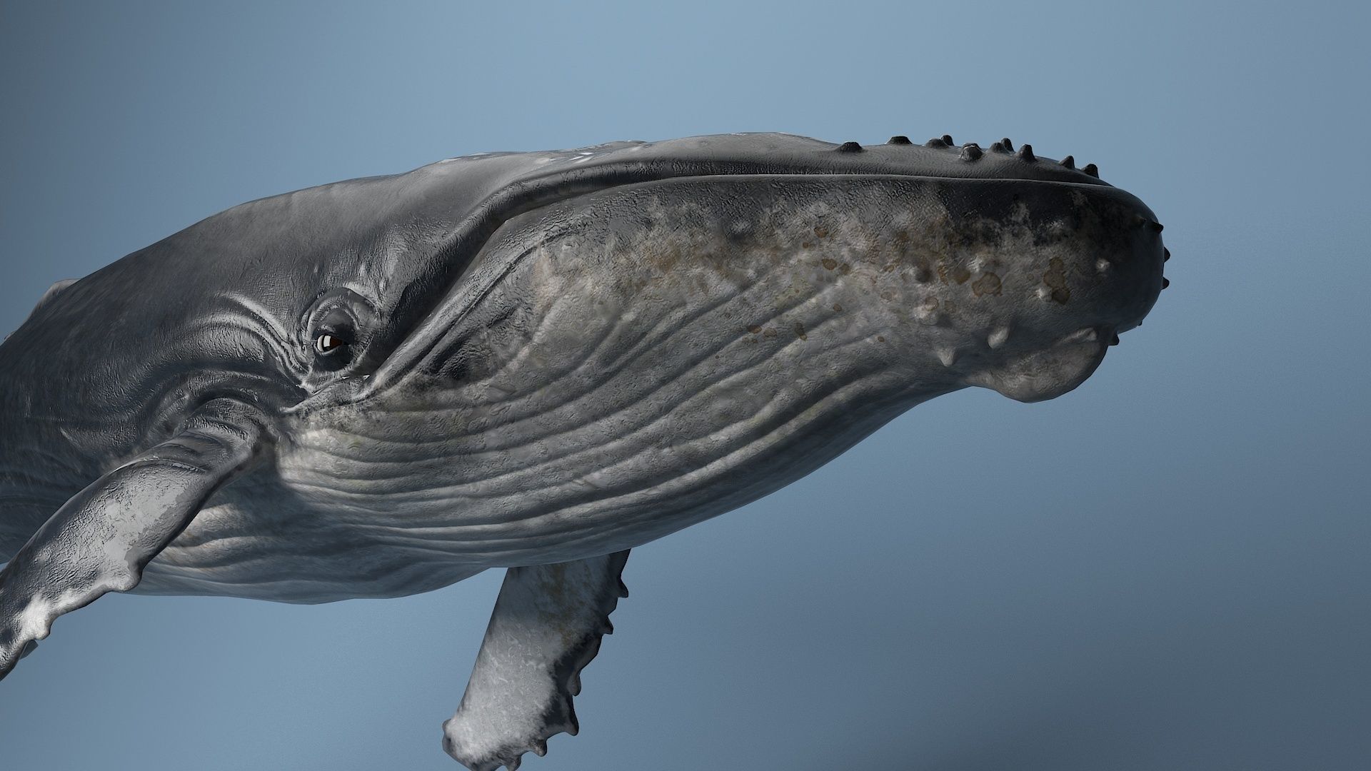hump whale rigged  Low-poly 3D model_7