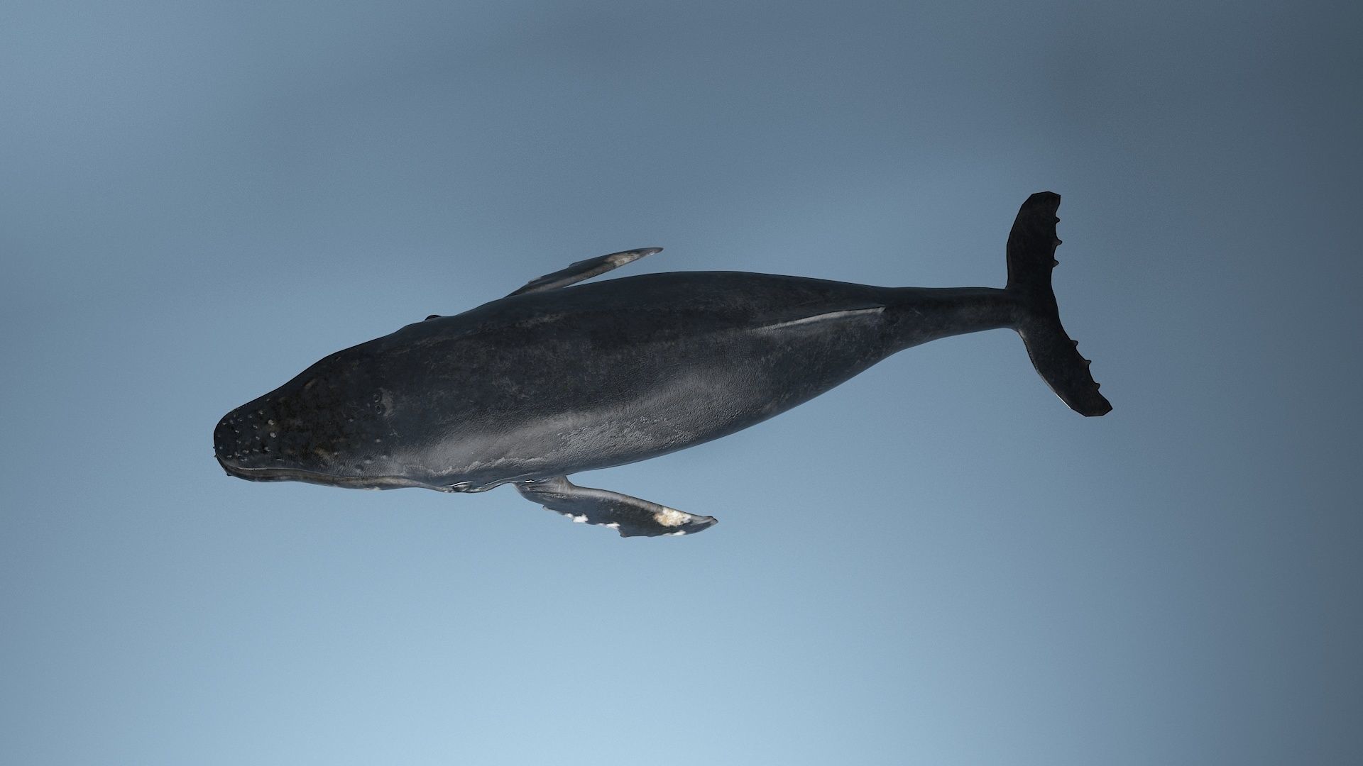 hump whale rigged  Low-poly 3D model_25