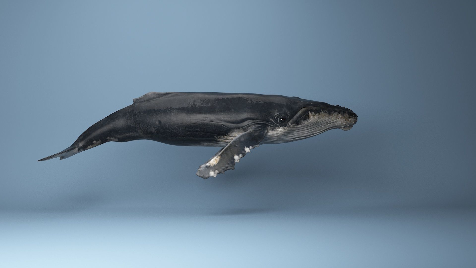 hump whale rigged  Low-poly 3D model_9