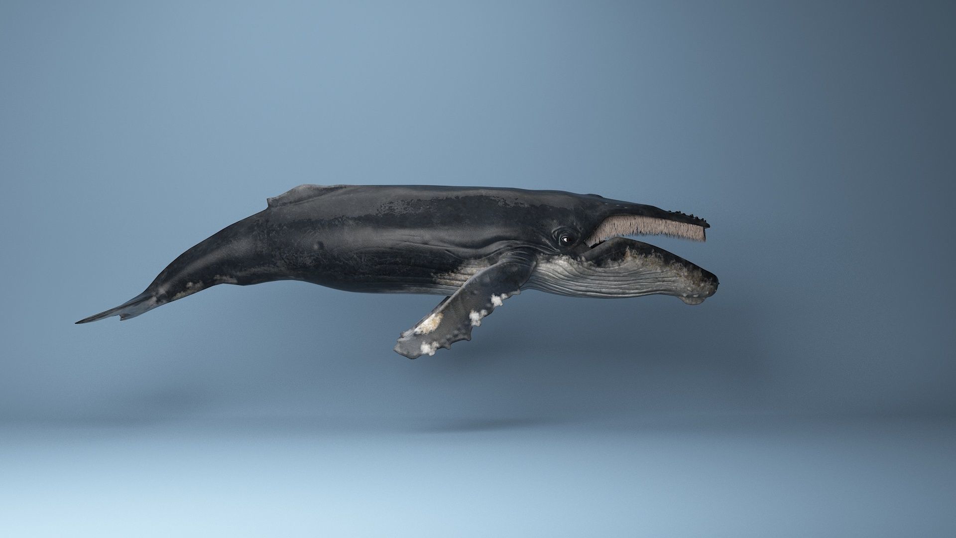 hump whale rigged  Low-poly 3D model_10