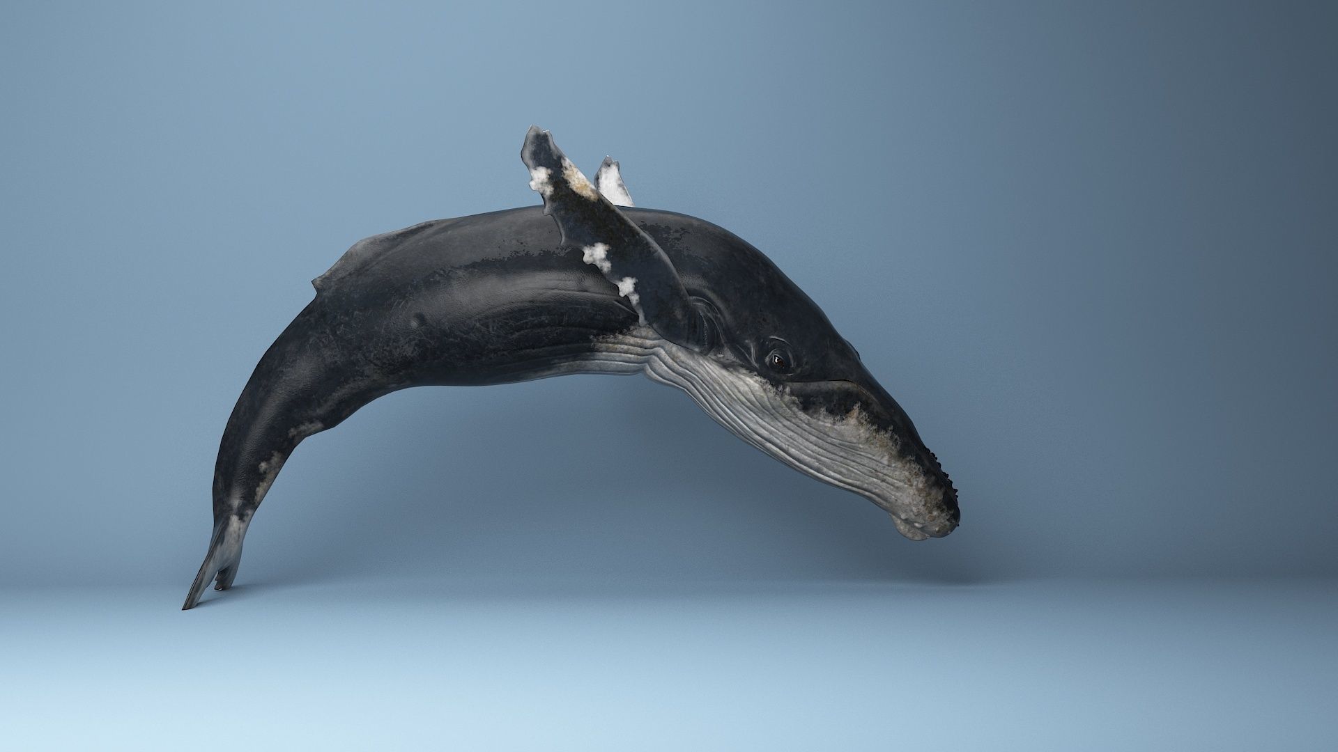 hump whale rigged  Low-poly 3D model_14