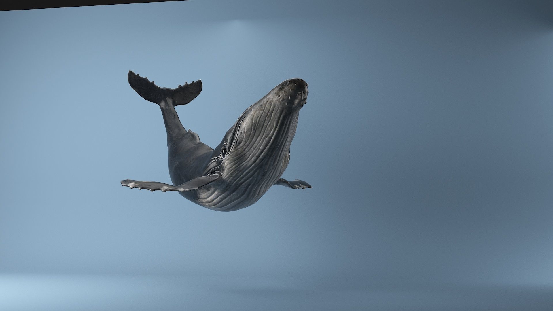 hump whale rigged  Low-poly 3D model_12