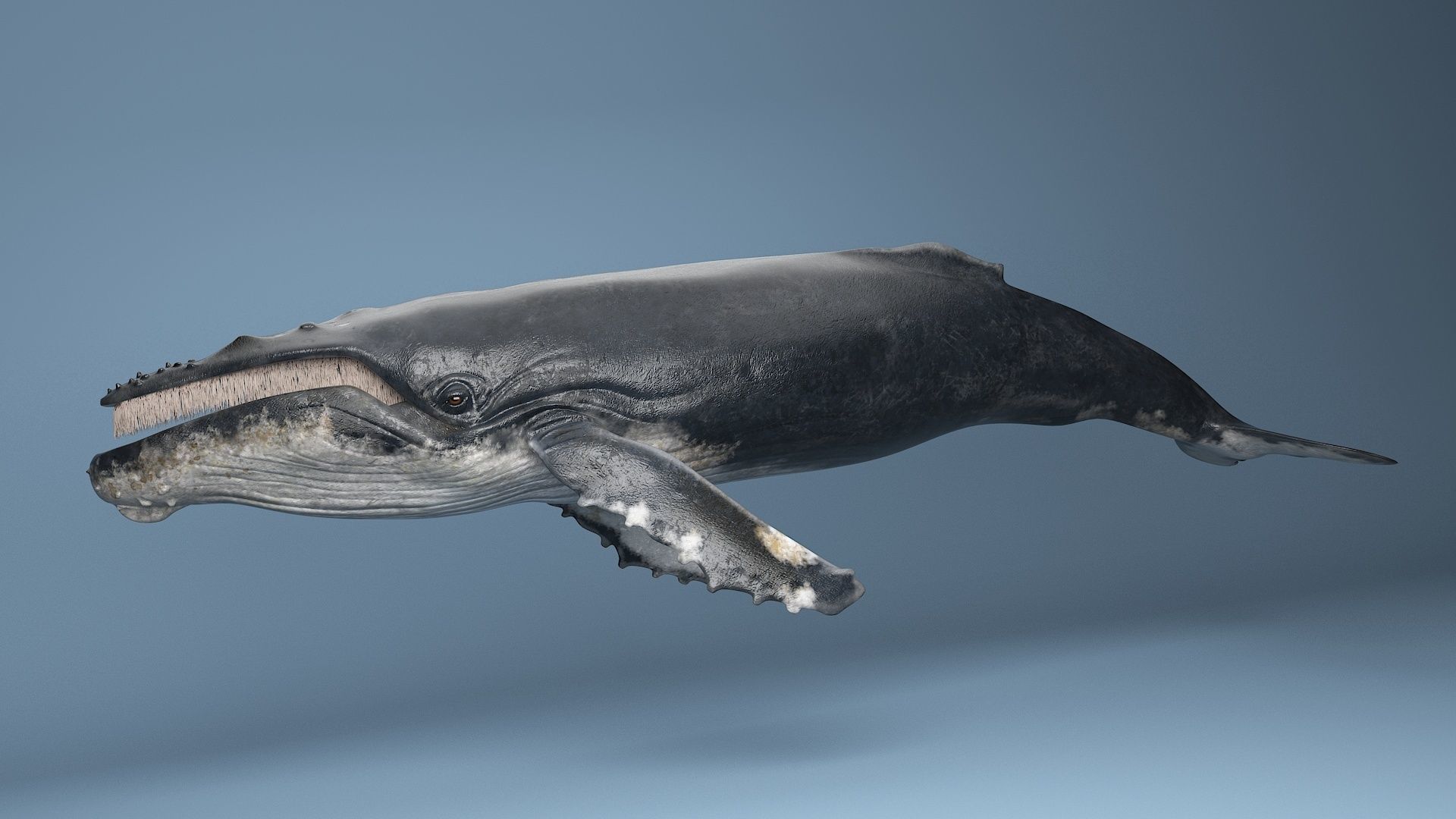 hump whale rigged  Low-poly 3D model_3