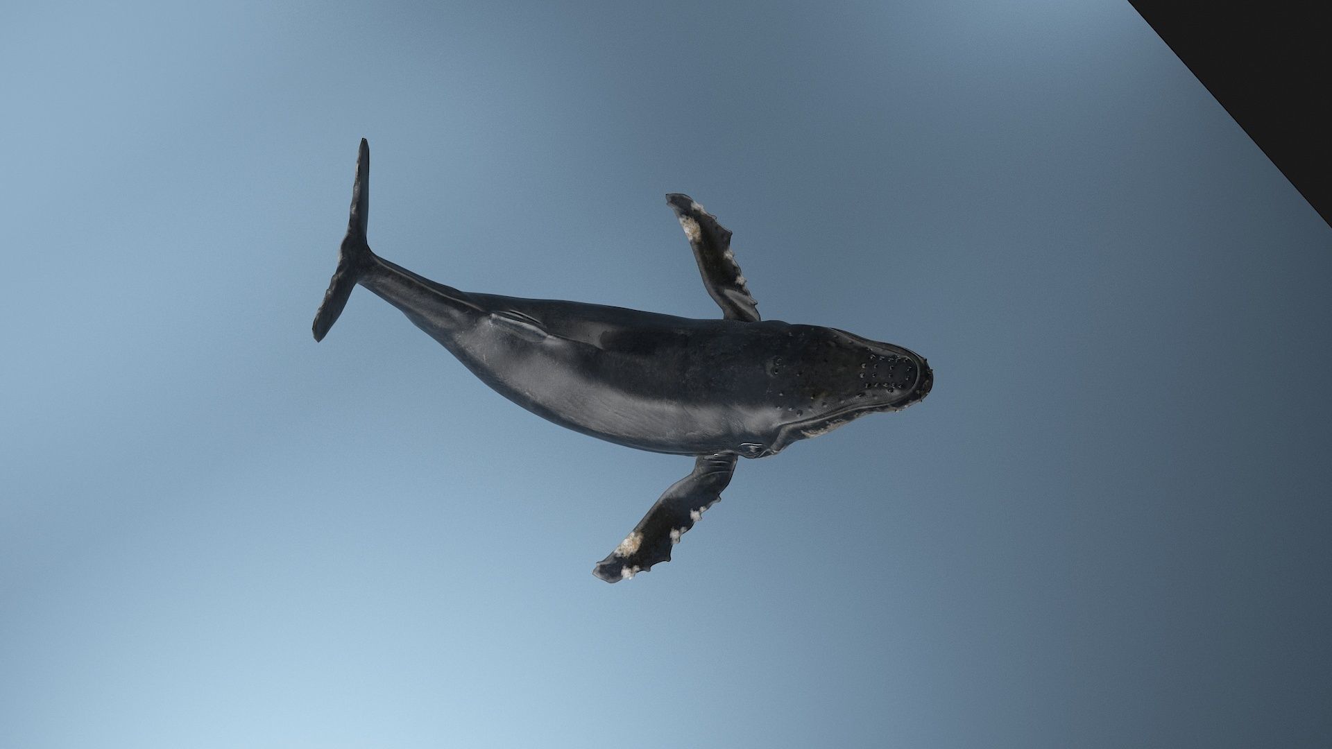 hump whale rigged  Low-poly 3D model_13