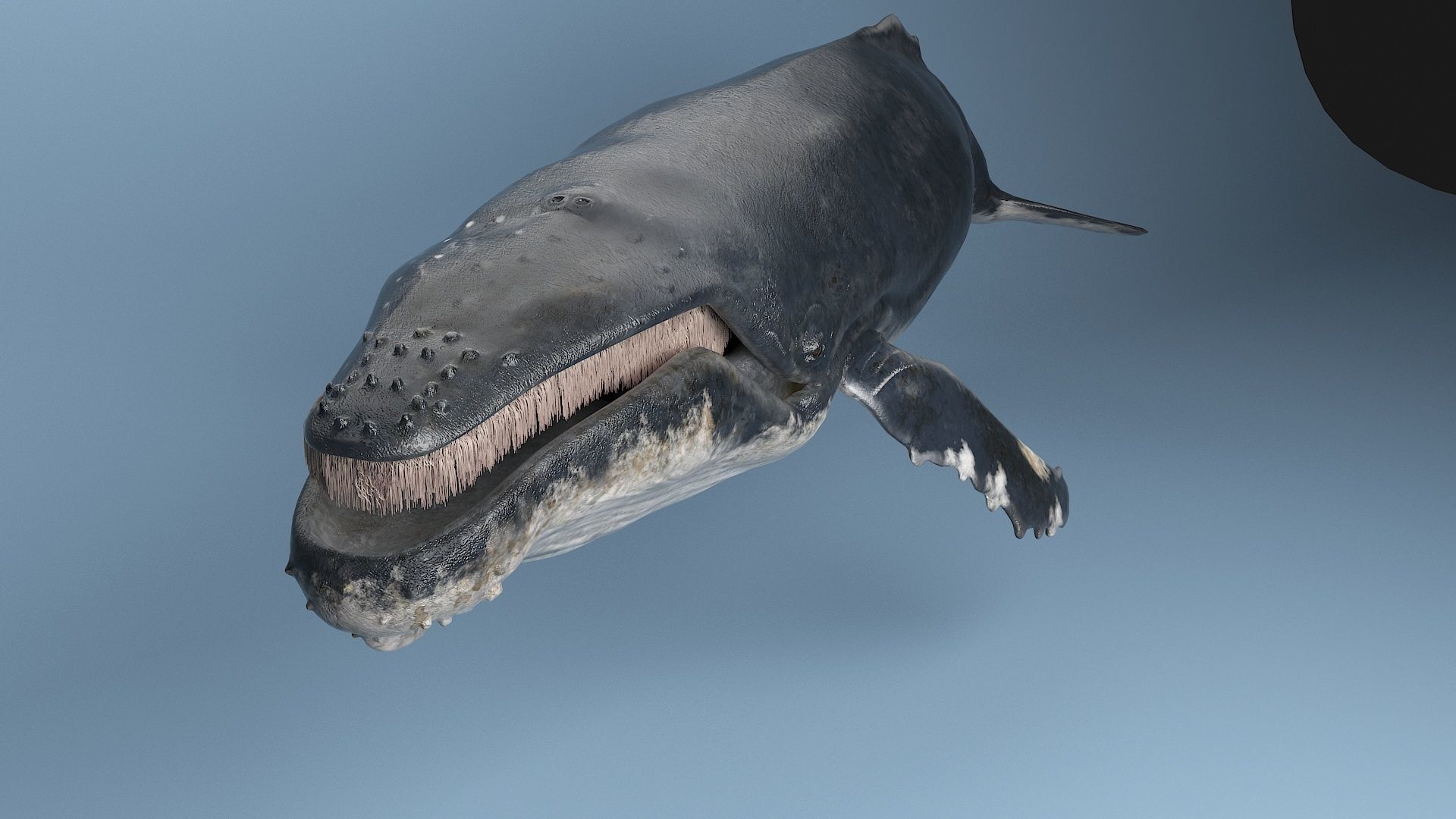 hump whale rigged  Low-poly 3D model_24