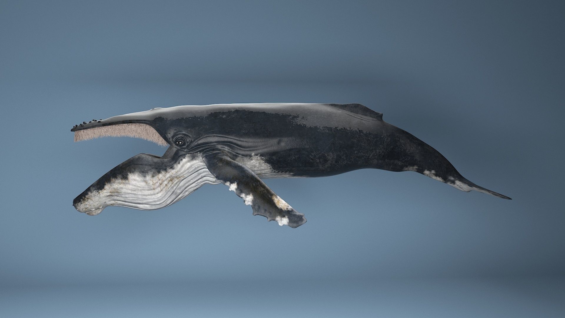 hump whale rigged  Low-poly 3D model_15