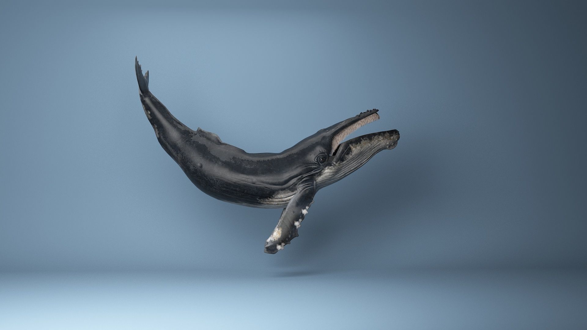 hump whale rigged  Low-poly 3D model_11