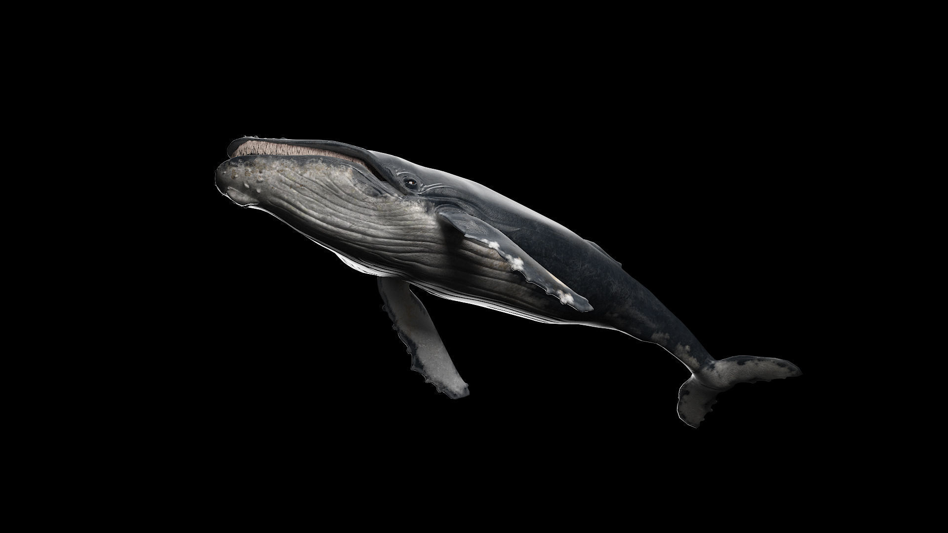 hump whale rigged  Low-poly 3D model_4
