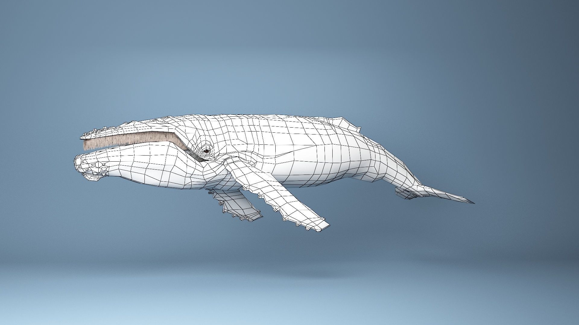 hump whale rigged  Low-poly 3D model_23