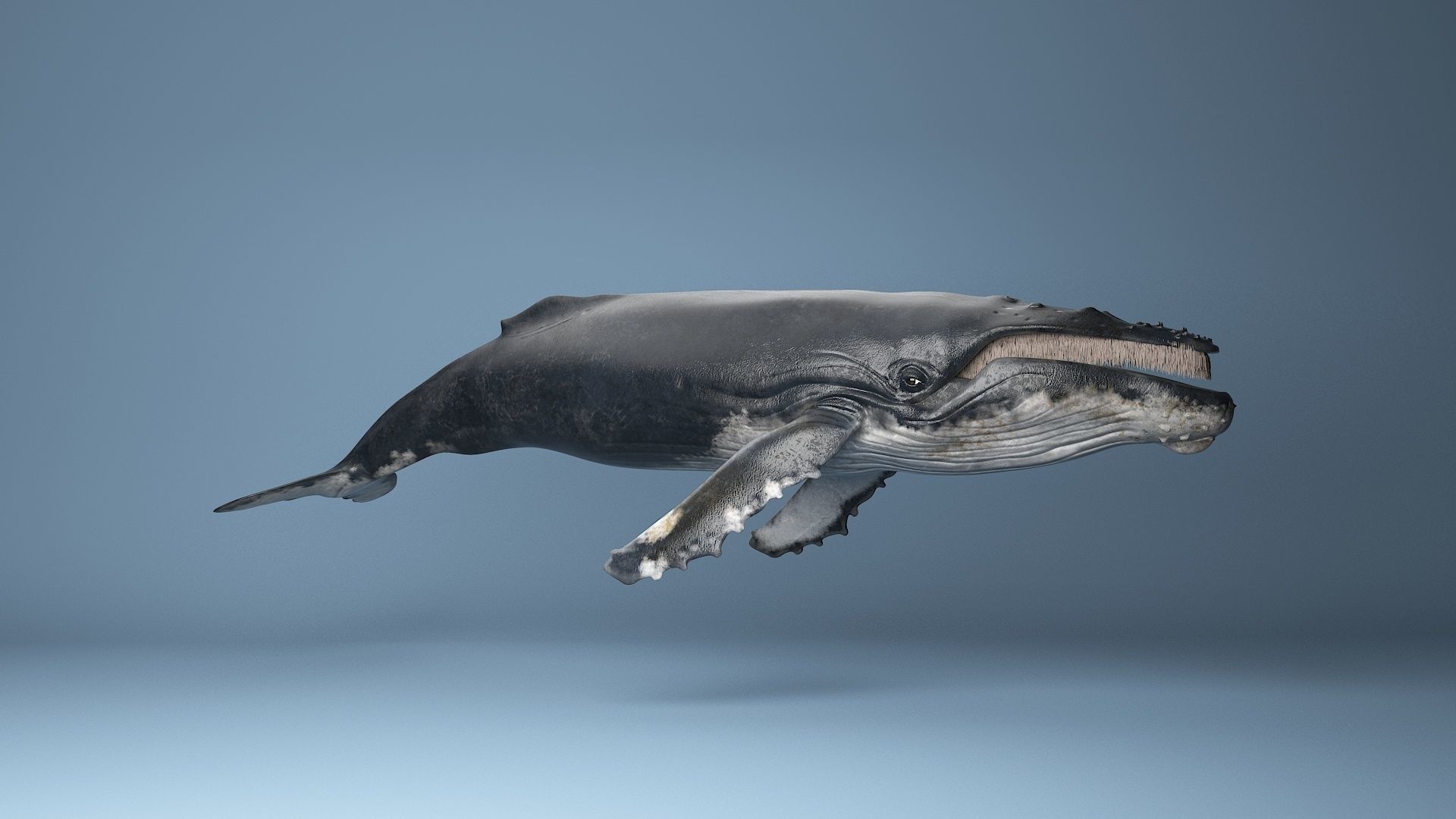 hump whale rigged  Low-poly 3D model_16