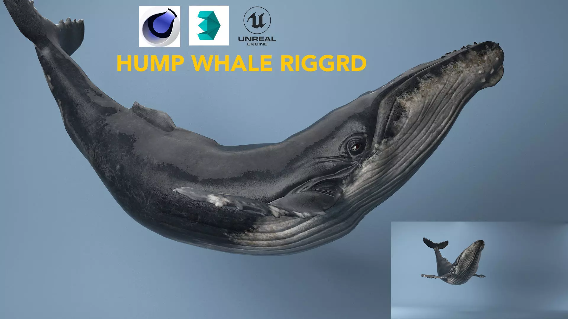 hump whale rigged  Low-poly 3D model_0