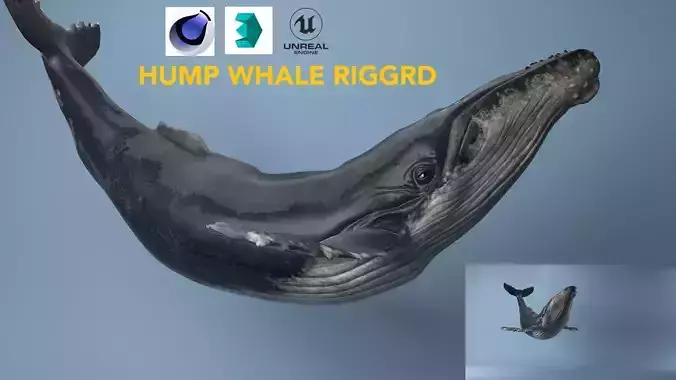 hump whale rigged  Low-poly 3D model