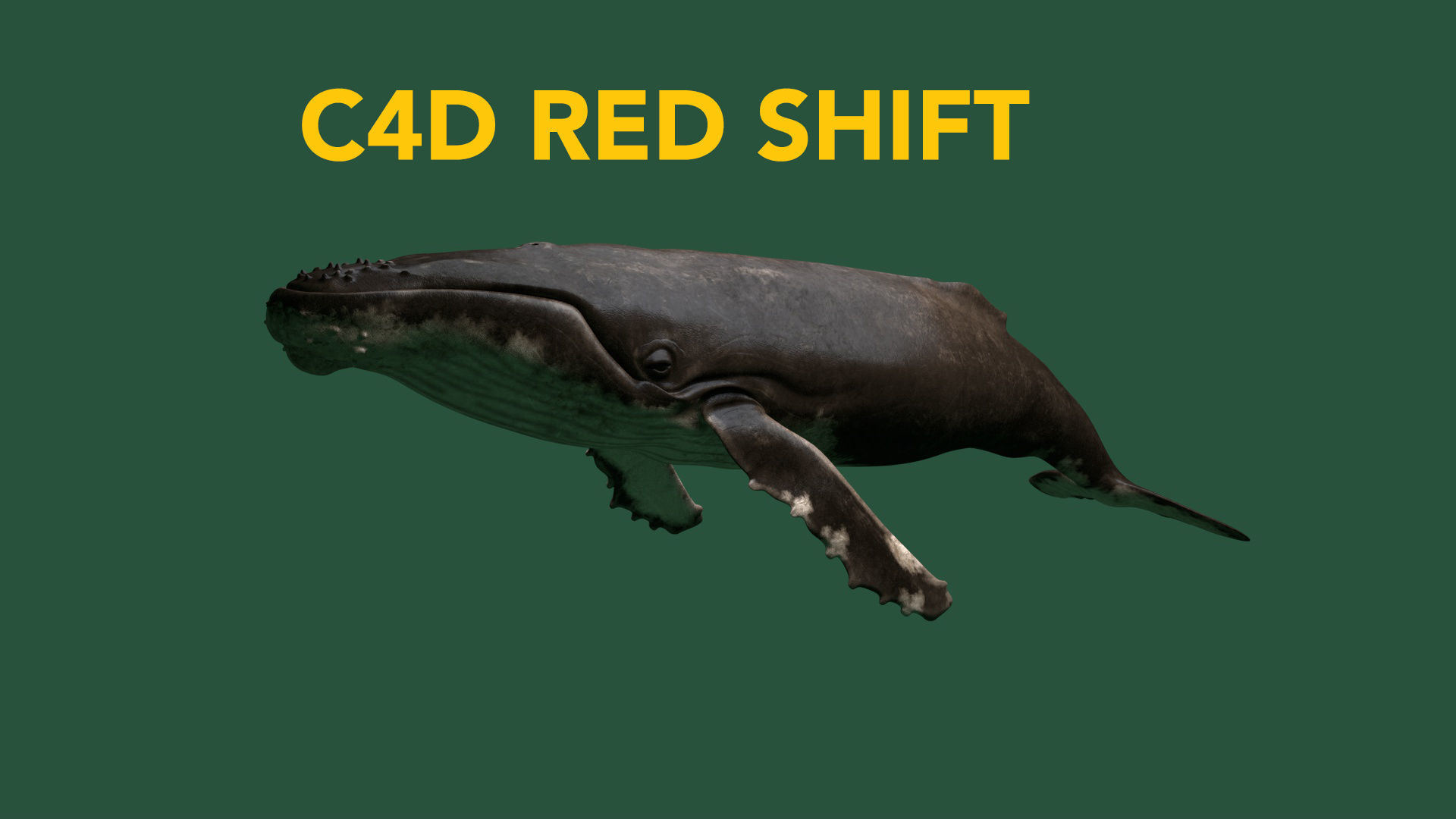 hump whale rigged  Low-poly 3D model_26