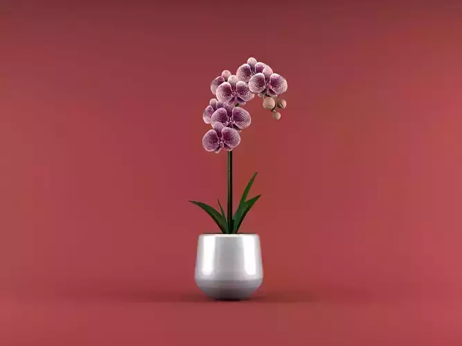 Orchid flower