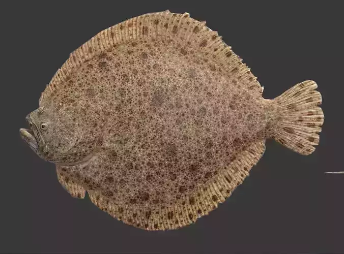 flounder fish Low-poly 3D model