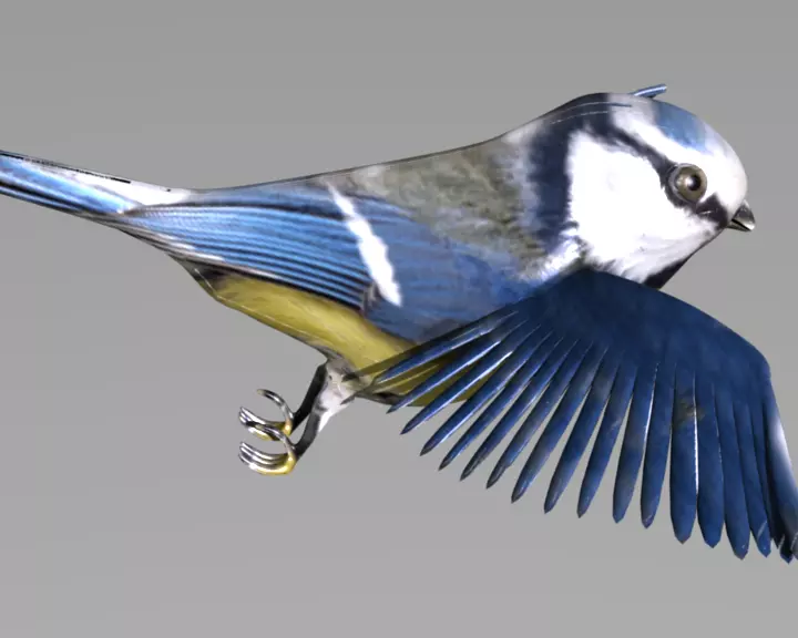 blue tit animated 3D model_0