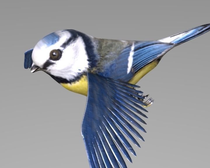 blue tit animated 3D model_4