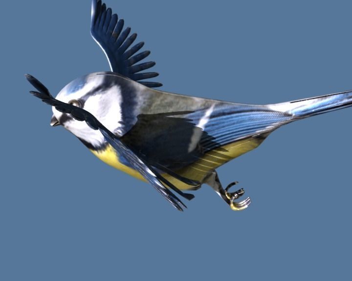 blue tit animated 3D model_6