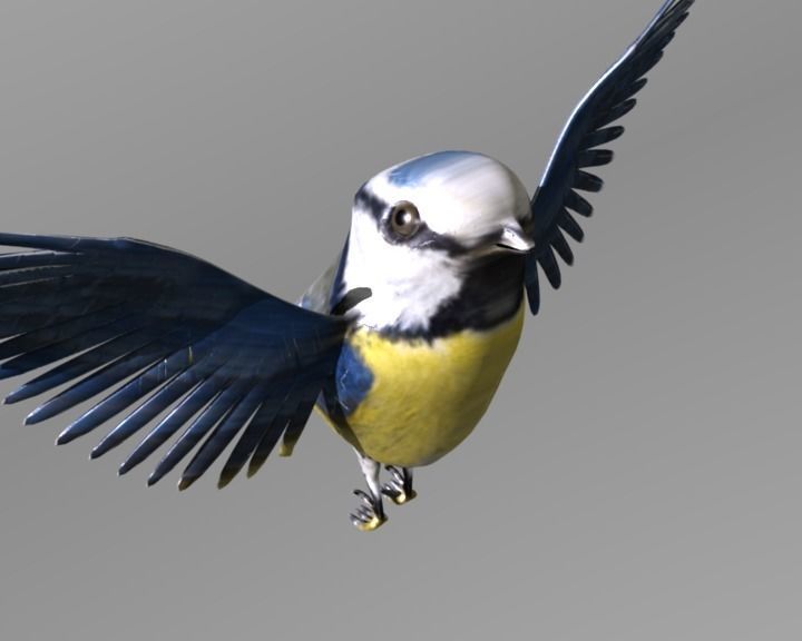 blue tit animated 3D model_9