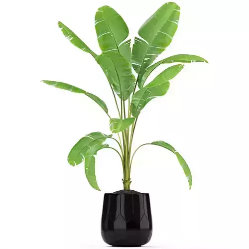 Plants collection 185