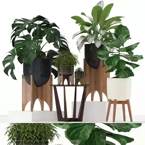 Plants collection 187 westelm 3D model