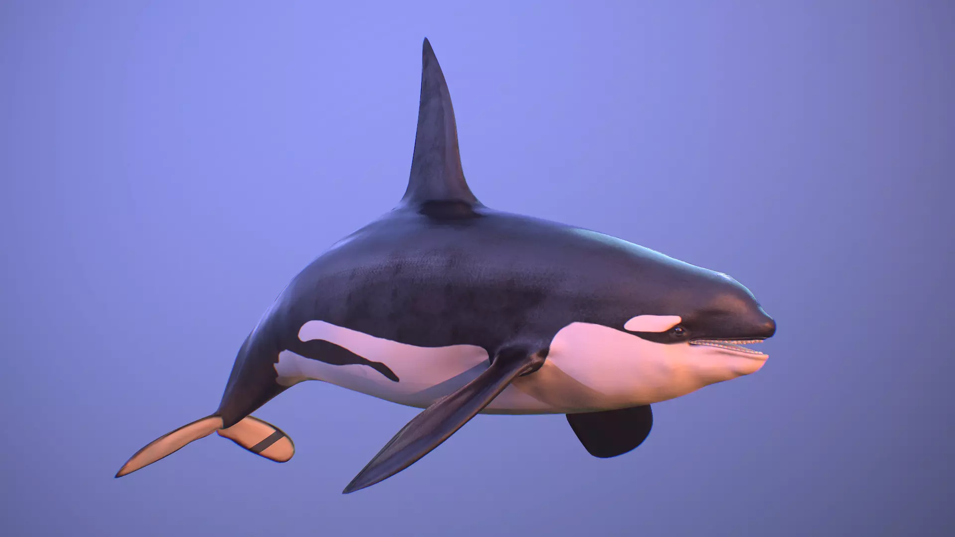 killer whale orca Low-poly 3D model_0