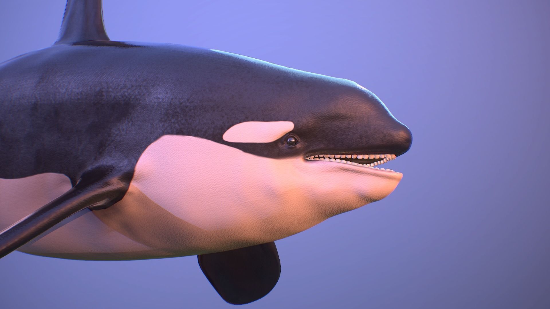 killer whale orca Low-poly 3D model_2