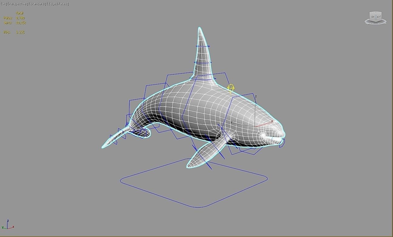 killer whale orca Low-poly 3D model_4