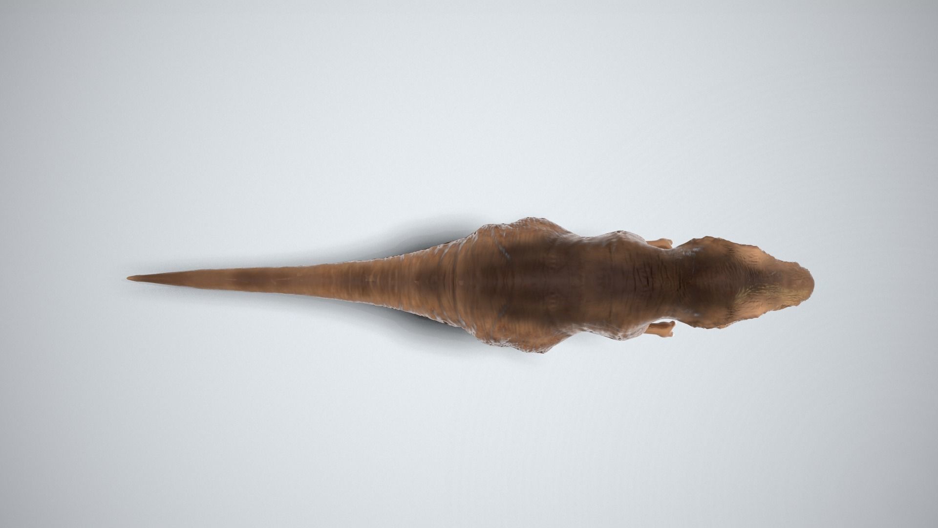 Tyrannosaurus Rex  Low-poly 3D model_5