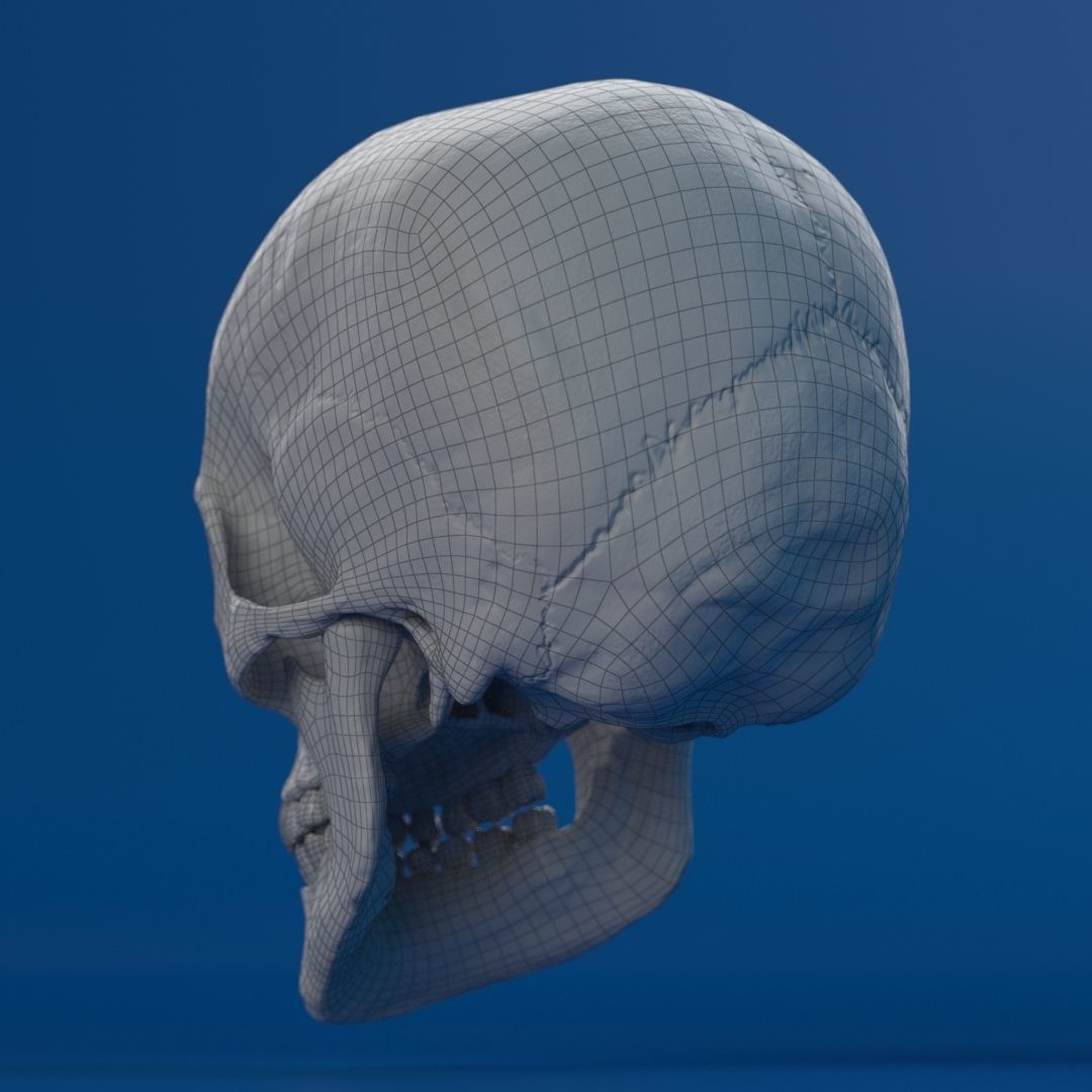 Human Female Skull 3D model_16