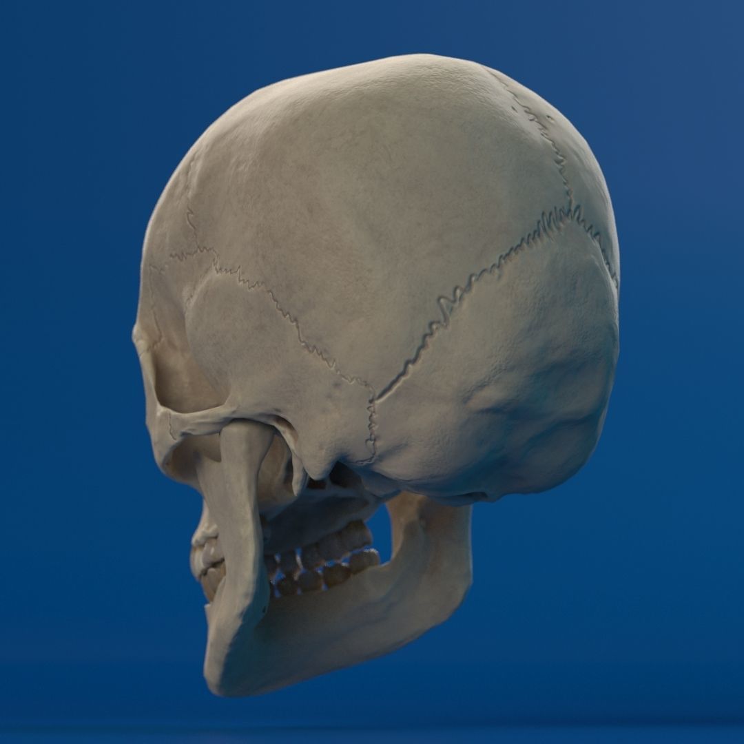 Human Female Skull 3D model_5