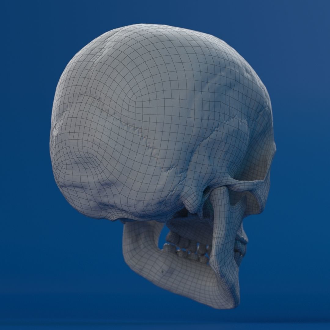 Human Female Skull 3D model_18
