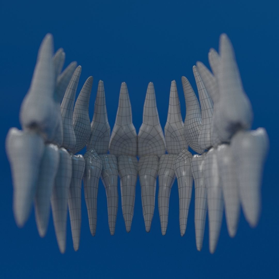 Human Female Skull 3D model_24