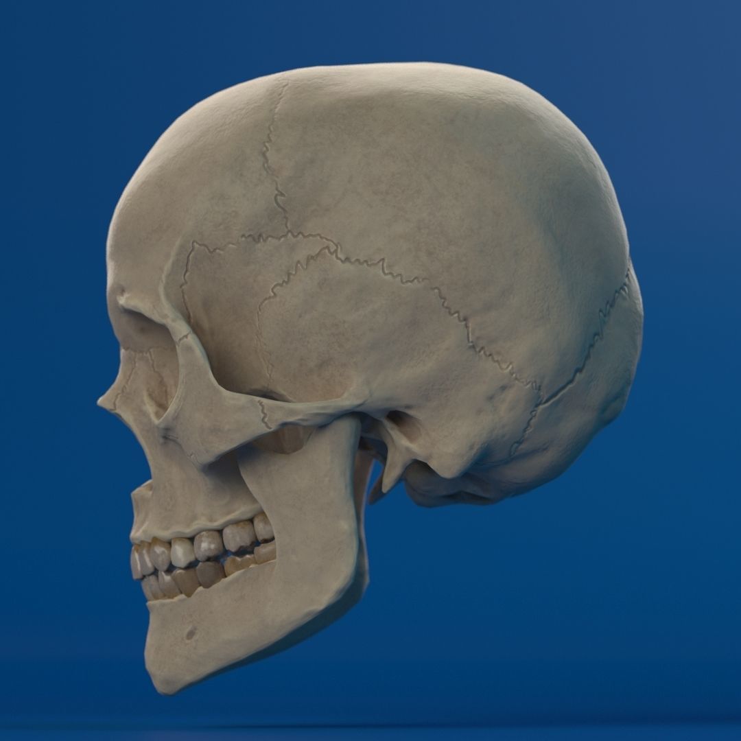Human Female Skull 3D model_4