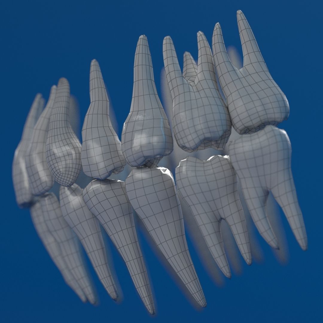 Human Female Skull 3D model_23