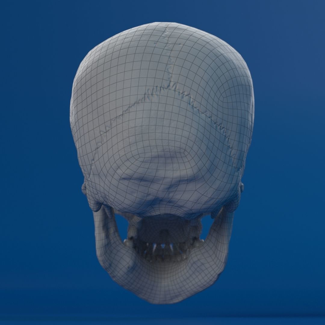 Human Female Skull 3D model_17