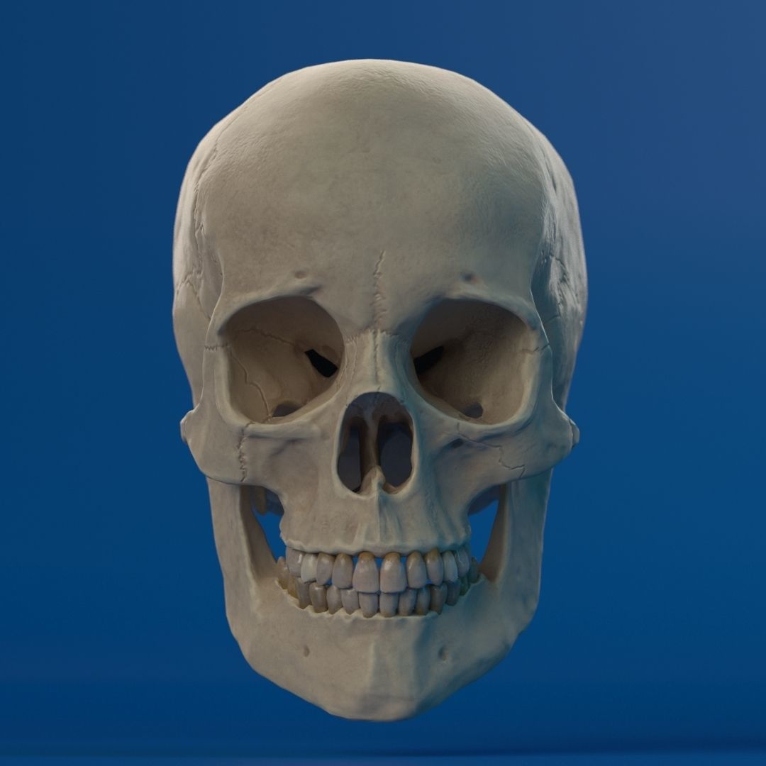Human Female Skull 3D model_2