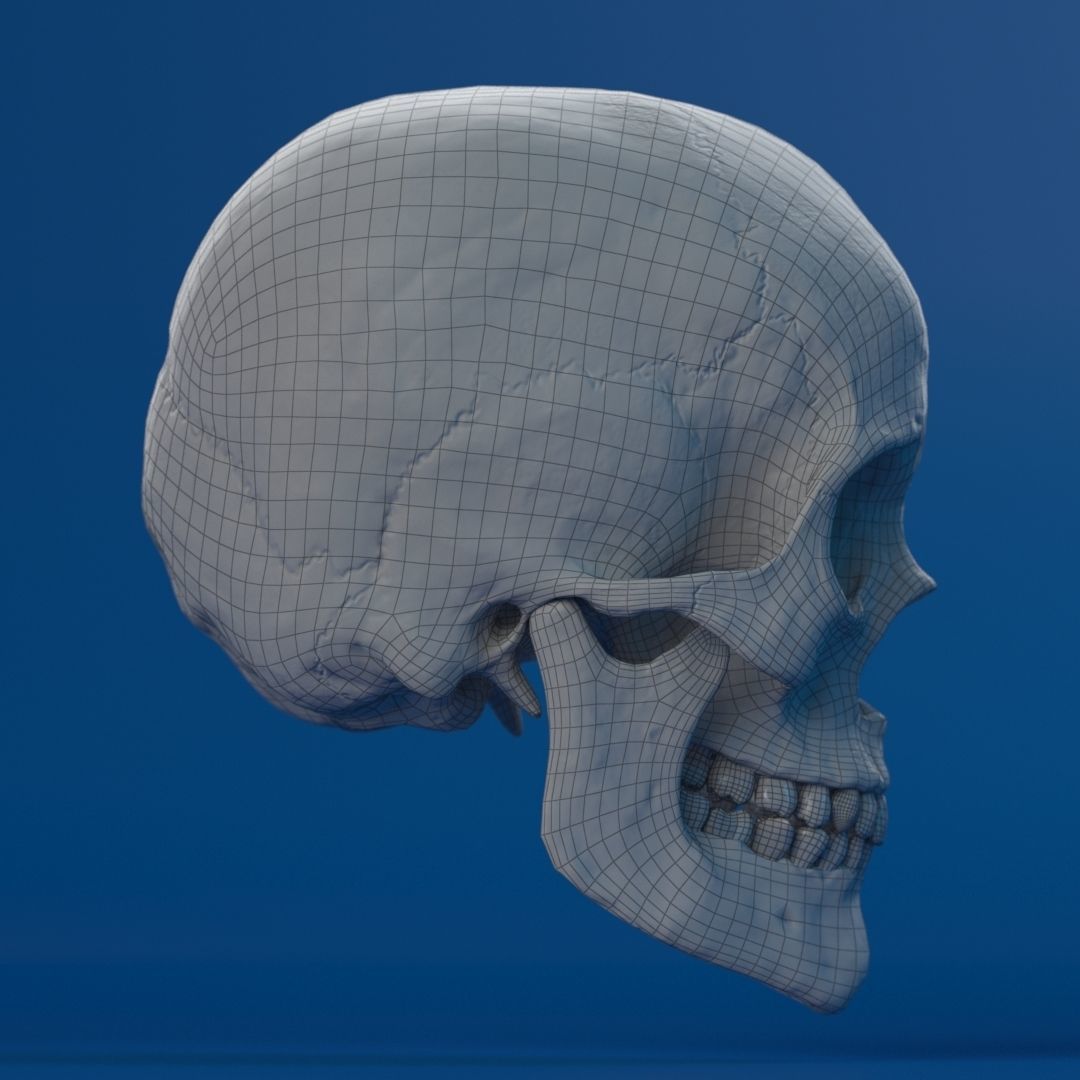 Human Female Skull 3D model_19