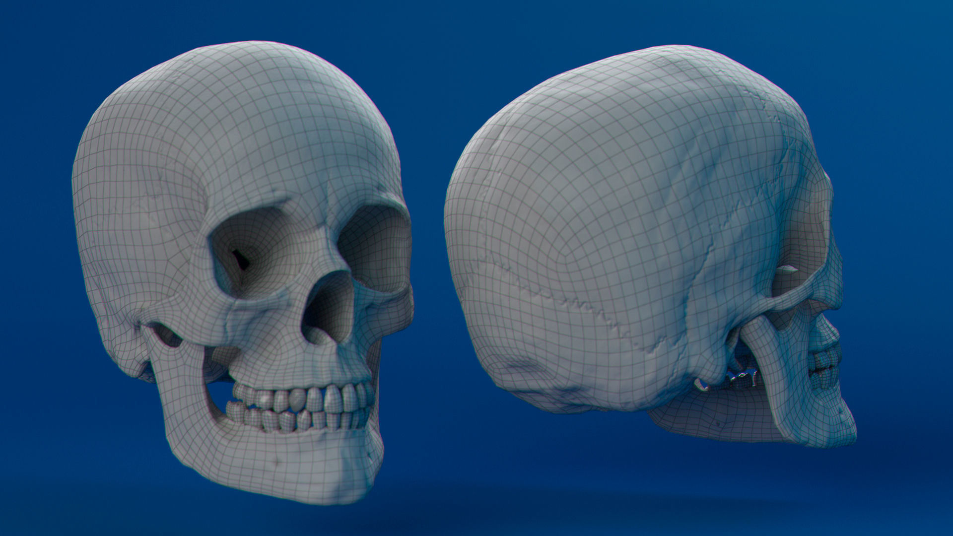 Human Female Skull 3D model_12
