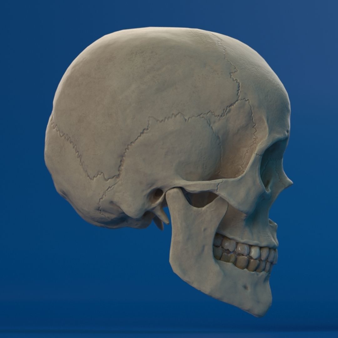 Human Female Skull 3D model_8