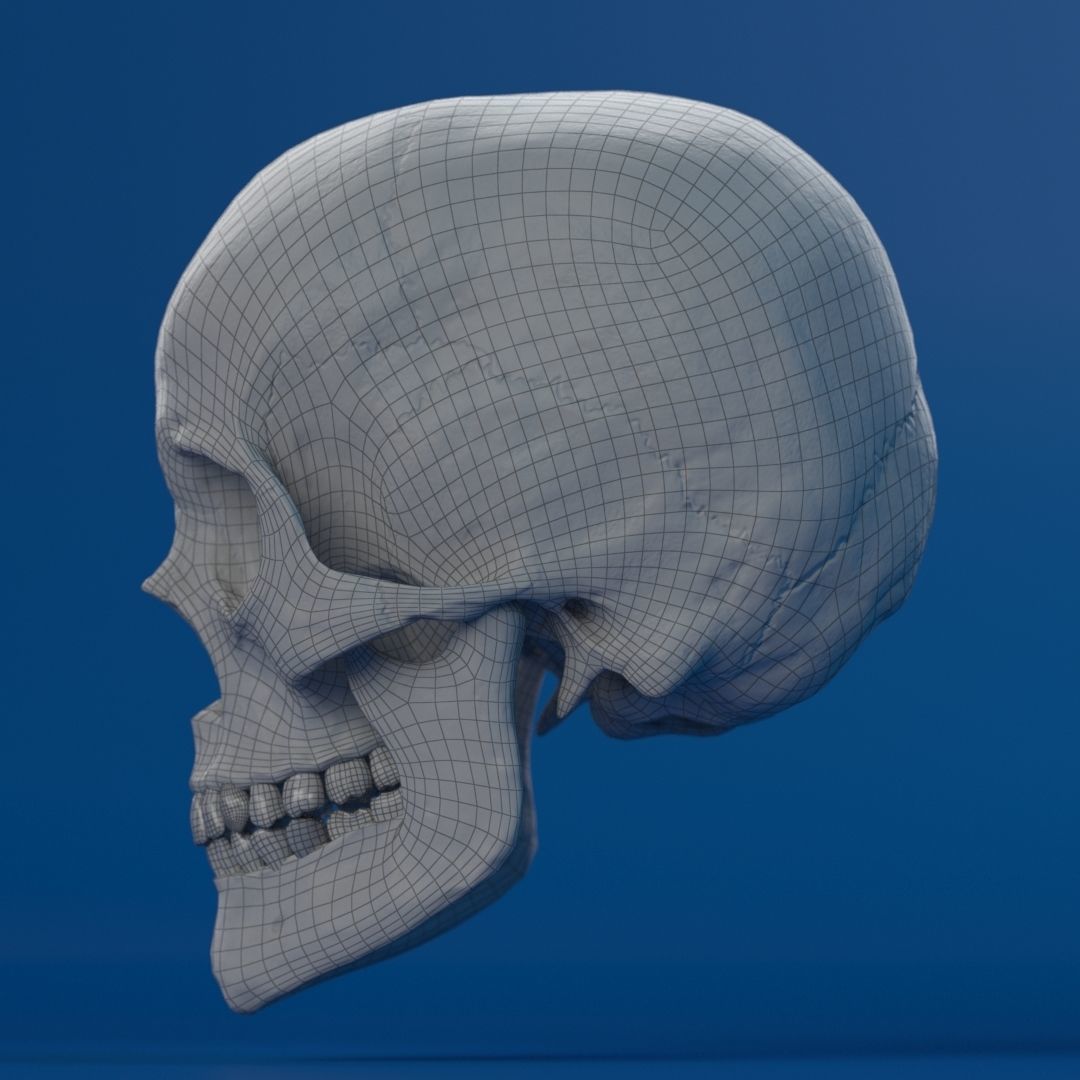 Human Female Skull 3D model_15